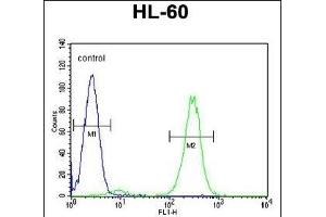 FBXW11 Antibody (Center) (ABIN655166 and ABIN2844782) flow cytometric analysis of HL-60 cells (right histogram) compared to a negative control cell (left histogram). (FBXW11 antibody  (AA 168-196))