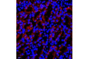Immunofluorescence of paraffin embedded mouse kidney using B0K (ABIN7073200) at dilution of 1:750 (400x lens) (BOK antibody)