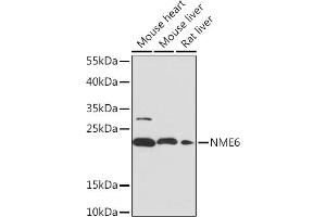 Western blot analysis of extracts of various cell lines, using NME6 Rabbit pAb (ABIN7268942) at 1:1000 dilution.