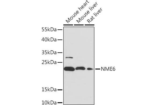 NME6 抗体  (AA 9-194)