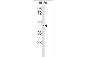 Western blot analysis of SLC1A5 Antibody (Center) (ABIN653387 and ABIN2842850) in HL-60 cell line lysates (35 μg/lane). (SLC1A5 antibody  (AA 186-214))