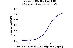 Immobilized Mouse BCMA, His Tag at 2 μg/mL (100 μL/well) on the plate. (BCMA Protein (AA 1-49) (His-Avi Tag))
