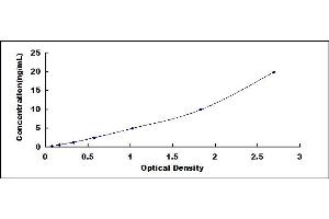 Caspase 12 (Gene/pseudogene) (CASP12) ELISA Kit