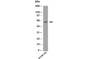 Western blot testing of mouse samples with KLF4 antibody at 1 ug/ml. (KLF4 antibody  (N-Term))