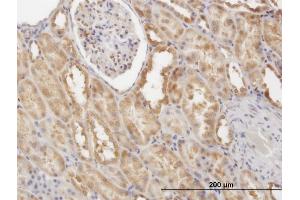 Immunoperoxidase of monoclonal antibody to CFLAR on formalin-fixed paraffin-embedded human kidney. (FLIP antibody  (AA 178-277))