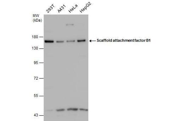 SAFB antibody