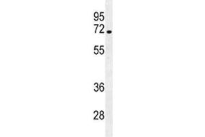 NUMB antibody western blot analysis in NCI-H292 lysate.