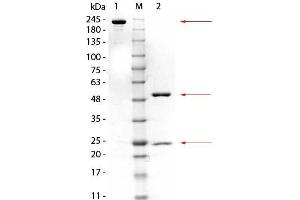 SDS-PAGE of Mouse anti-GSTM3 Monoclonal Antibody. (GSTM3 antibody  (GST tag))