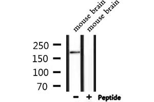 Western blot analysis of extracts from mouse brain, using BAF250B Antibody. (ARID1B antibody  (Internal Region))