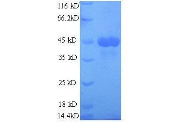 Ovalbumin Protein (OVA) (full length)