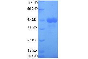 SDS-PAGE (SDS) image for Ovalbumin (OVA) (full length) protein (ABIN618087) (Ovalbumin Protein (OVA) (full length))