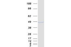 TARDBP Protein (Myc-DYKDDDDK Tag)