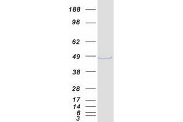 TARDBP Protein (Myc-DYKDDDDK Tag)