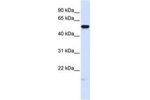 Image no. 1 for anti-Membrane Frizzled-Related Protein (MFRP) (AA 180-229) antibody (ABIN6740725) (MFRP antibody  (AA 180-229))