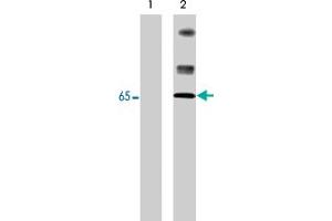 Western blot analysis of control (lane 1) and pervanadate-treated (lane 2) A-431 cells (20 ug/lane). (Neural Wiskott-Aldrich syndrome protein (WASL) (pTyr256) antibody)