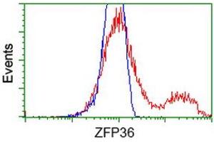 HEK293T cells transfected with either RC202049 overexpress plasmid (Red) or empty vector control plasmid (Blue) were immunostained by anti-ZFP36 antibody (ABIN2454211), and then analyzed by flow cytometry. (ZFP36 antibody)
