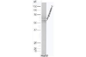 Human HepG2 lysates probed with Rabbit Anti-Angiopoietin-1 Polyclonal Antibody, Unconjugated  at 1:5000 for 90 min at 37˚C. (Angiopoietin 1 antibody  (AA 276-375))
