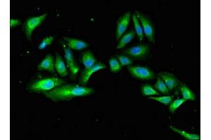 Immunofluorescence (IF) image for anti-Macrophage erythroblast Attacher (MAEA) (AA 299-356) antibody (ABIN7158870)