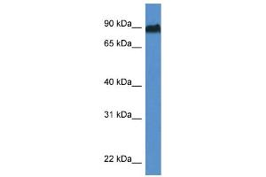 WB Suggested Anti-Sik1 Antibody   Titration: 1. (SIK1 antibody  (Middle Region))