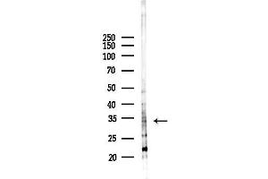 Western blot analysis of lysates from Mouse liver, using OR4 Antibody at 1/1000 dilution.