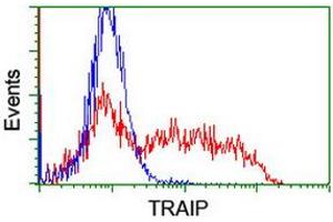 Image no. 2 for anti-TRAF Interacting Protein (TRAIP) (AA 67-313) antibody (ABIN1491631) (TRAIP antibody  (AA 67-313))