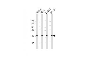 All lanes : Anti-ARF4 Antibody (Center) at 1:2000 dilution Lane 1: HepG2 whole cell lysate Lane 2: Hela whole cell lysate Lane 3: Caki-1 whole cell lysate Lane 4: HT-29 whole cell lysate Lysates/proteins at 20 μg per lane. (ARF4 antibody  (AA 72-106))