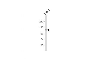 Western Blot at 1:1000 dilution + THP-1 whole cell lysate Lysates/proteins at 20 ug per lane. (PTPN12 antibody  (AA 681-714))