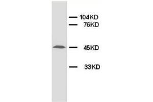 Western blot analysis of rat lung tissue lysis using RAGE antibody (RAGE antibody  (Middle Region))