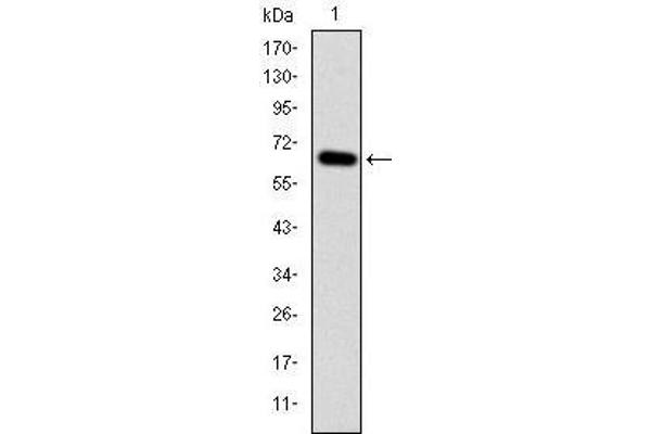 MAP3K2 antibody