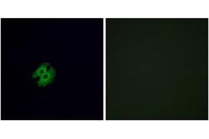 Immunofluorescence analysis of A549 cells, using OR2G2 Antibody. (OR2G2 antibody  (AA 241-290))