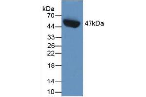 Western blot analysis of recombinant Human PAI1. (PAI1 antibody  (AA 25-402))