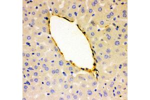 Anti- VWF Picoband antibody, IHC(P) IHC(P): Mouse Liver Tissue (VWF antibody  (AA 1304-1452))