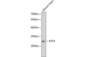 Western blot analysis of extracts of mouse heart, using NTF3 antibody (ABIN3017531, ABIN3017532, ABIN3017533 and ABIN6220139) at 1:250 dilution. (Neurotrophin 3 antibody)