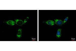 ICC/IF Image Glycine dehydrogenase antibody [N3C2-2], Internal detects Glycine dehydrogenase protein at mitochondria by immunofluorescent analysis. (GLDC antibody)