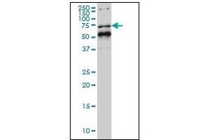 Western Blotting (WB) image for anti-Nuclear Receptor Subfamily 1, Group D, Member 1 (NR1D1) (AA 1-615) antibody (ABIN614695) (NR1D1 antibody  (AA 1-615))