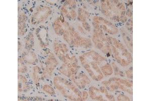 IHC-P analysis of kidney tissue, with DAB staining. (WNT2 antibody  (AA 26-360))
