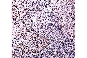 Anti-B MyB antibody, IHC(P) IHC(P): Human Tonsil Tissue