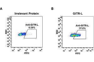 Expi 293 cell line transfected with irrelevant protein  (A) and human GITR-L  (B) were surface stained with Rabbit anti-GITR-L monoclonal antibody 15 μg/mL (clone: DM52) followed by Alexa 488-conjugated anti-rabbit IgG secondary antibody. (Recombinant TNFRSF18 antibody  (AA 50-177))