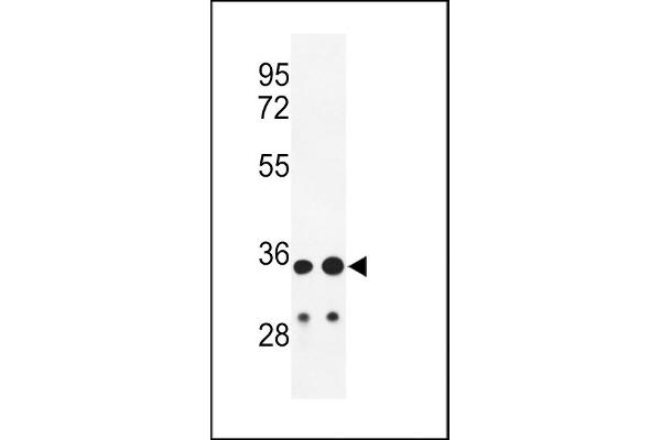IgH antibody  (C-Term)