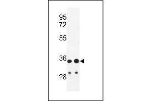 Western blot analysis of IGH Antibody (C-Term) (ABIN652729 and ABIN2837850) in HL-60,  cell line lysates (35 μg/lane).