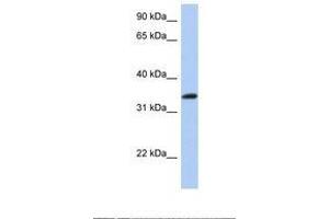 Image no. 1 for anti-cAMP Responsive Element Binding Protein 1 (CREB1) (AA 110-159) antibody (ABIN6739078) (CREB1 antibody  (AA 110-159))