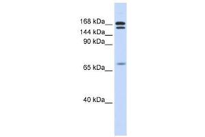 CUX2 antibody used at 0. (CUX2 antibody  (N-Term))