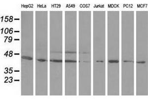 Western blot analysis of extracts (35 µg) from 9 different cell lines by using anti-ODC1 monoclonal antibody. (ODC1 antibody)