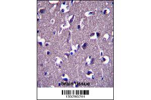 GRID1 Antibody immunohistochemistry analysis in formalin fixed and paraffin embedded human brain tissue followed by peroxidase conjugation of the secondary antibody and DAB staining.