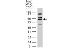 Western blot analysis of human LMNA in 15 ugs of HeLa cell lysate.