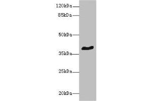 Western blot All lanes: GPR18 antibody at 8 μg/mL + Mouse brain tissue Secondary Goat polyclonal to rabbit IgG at 1/10000 dilution Predicted band size: 39 kDa Observed band size: 39 kDa (GPR18 antibody  (AA 290-331))