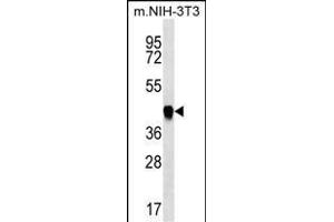 Western Blotting (WB) image for anti-phosphoribosylaminoimidazole Carboxylase, phosphoribosylaminoimidazole Succinocarboxamide Synthetase (PAICS) (AA 95-123), (N-Term) antibody (ABIN656869)