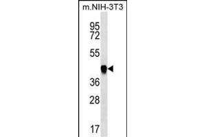 ICS Antibody (N-term) (ABIN656869 and ABIN2846073) western blot analysis in mouse NIH-3T3 cell line lysates (35 μg/lane). (PAICS antibody  (N-Term))