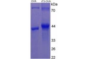 SDS-PAGE of Protein Standard from the Kit (rT3). (rT3 ELISA Kit)