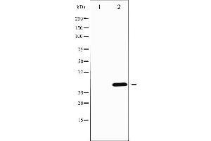 Western blot analysis of DARPP-32 phosphorylation expression in Forskolin treated COS7 whole cell lysates,The lane on the left is treated with the antigen-specific peptide. (DARPP32 antibody  (pThr75))